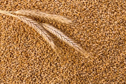 Azerbaijan wheat imports