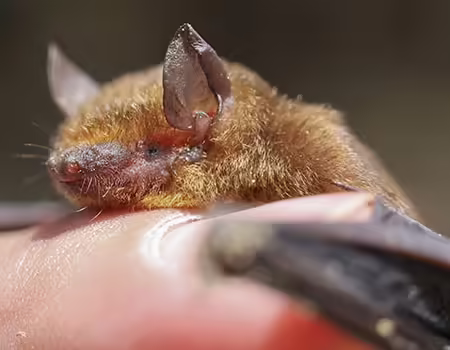 CDC Rabies Warning Issued After Spike in Exposure Cases