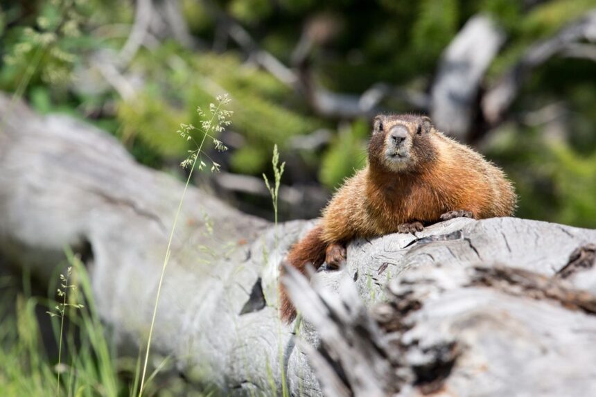 yellow-bellied marmots