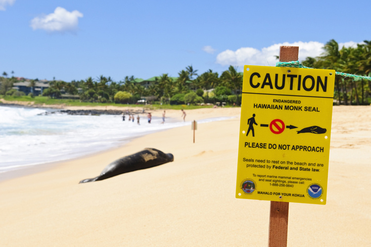 safely view marine wildlife