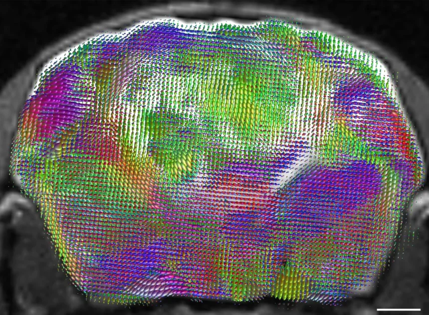 mice with half-human brains