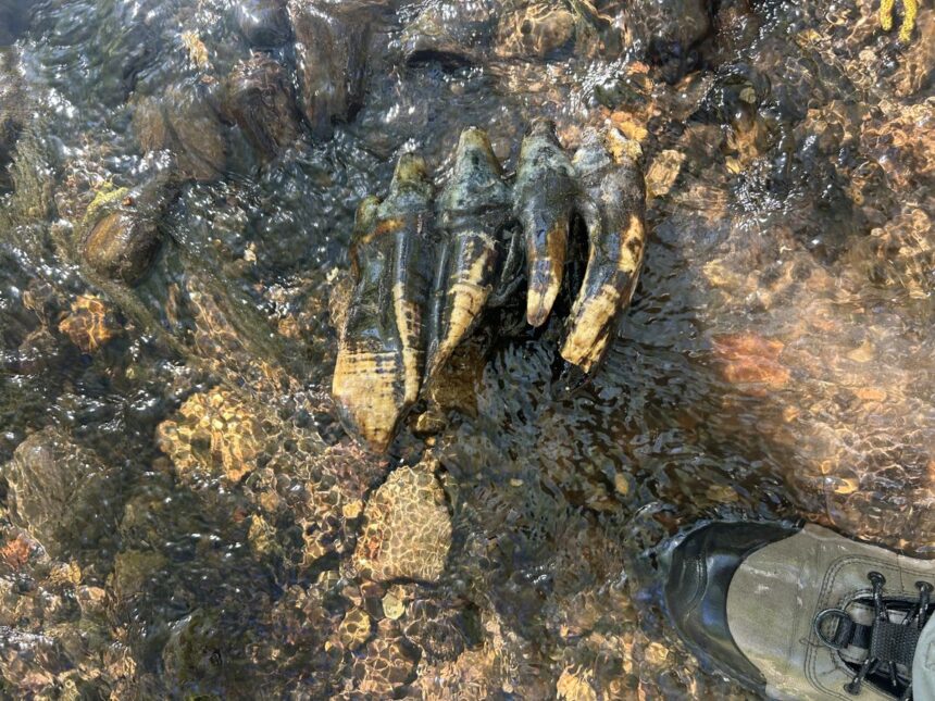 Pacific mastodon tooth