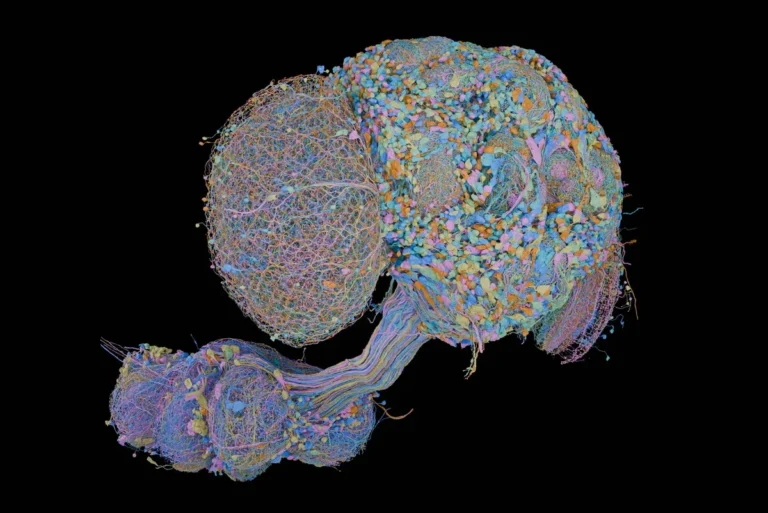 fruit fly brain
