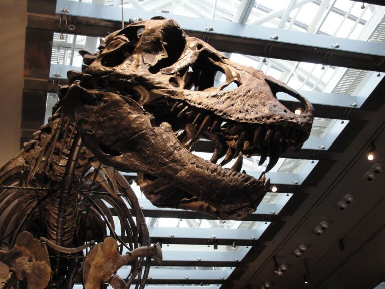 Tyrannosaurus rex was warm-blooded