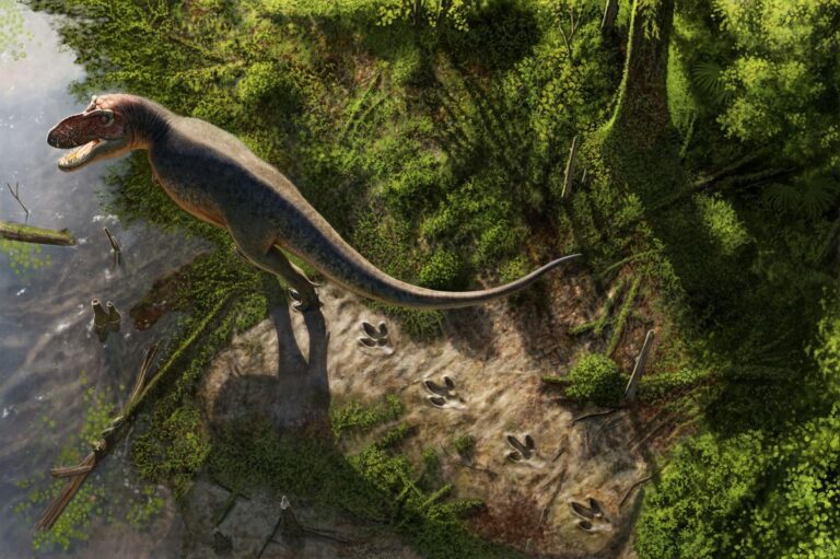 T. rex trackway