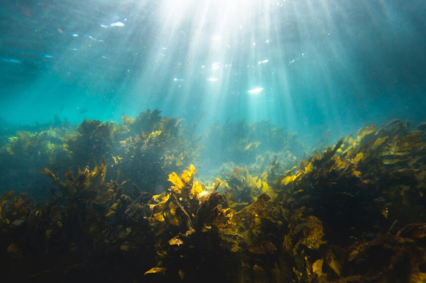 marine bacteria team up