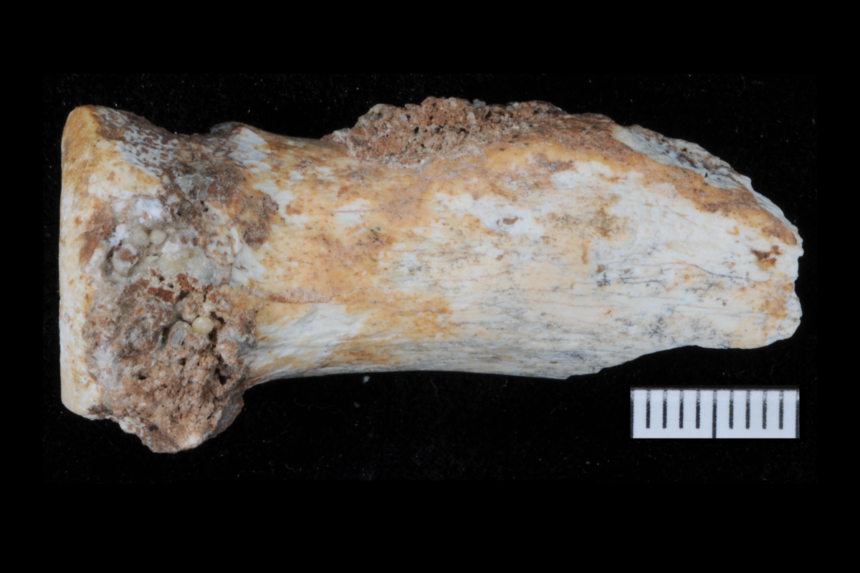 Denisovan fossils and tools