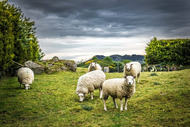 sheep pox virus