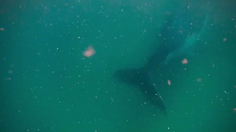 humpback whale stillbirth