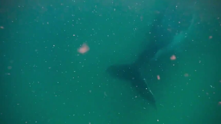 humpback whale stillbirth