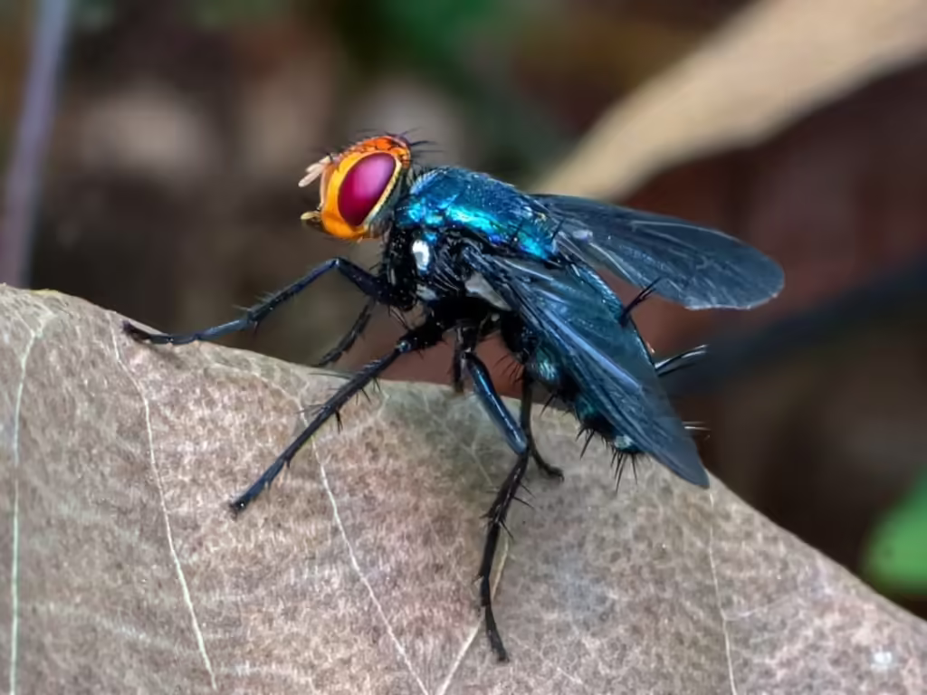 A screwworm fly rests on a leaf.